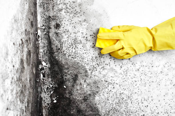 Best Affordable Mold Removal  in Lovell, WY