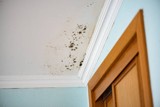 Best Home Mold Removal  in Lovell, WY