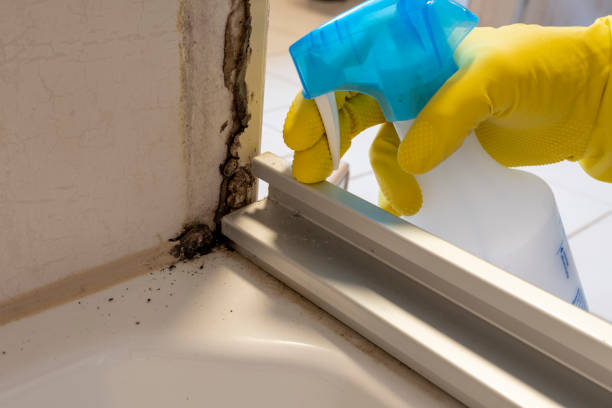 Best Mold Damage Repair  in Lovell, WY