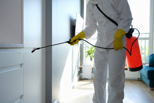 Best Local Mold Removal Service  in Lovell, WY