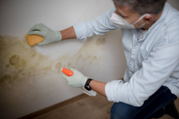 Best Mold Damage Repair  in Lovell, WY