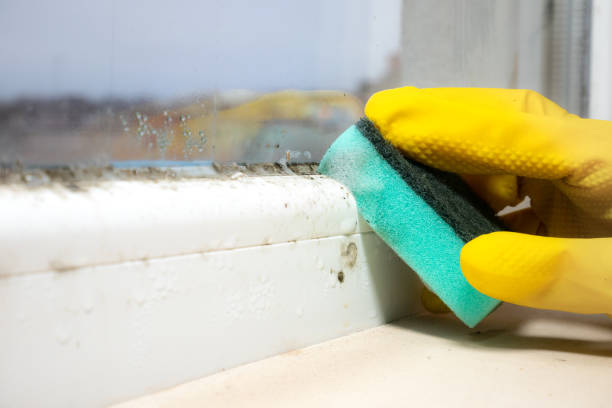 Best Mold Removal Process  in Lovell, WY