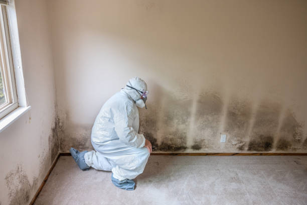 Best Mold Cleaning Services  in Lovell, WY