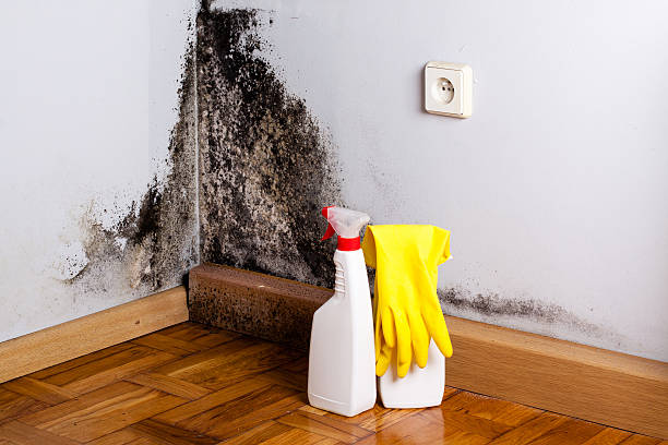 Best Mold Cleaning Services  in Lovell, WY