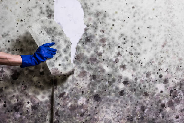 Best Mold Testing  in Lovell, WY