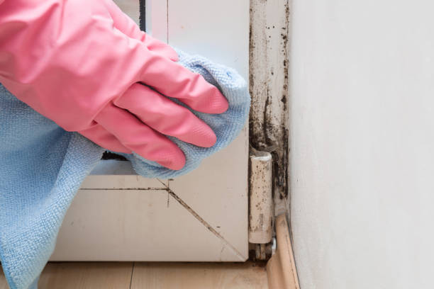 Crawl Space Mold Removal in Lovell, WY