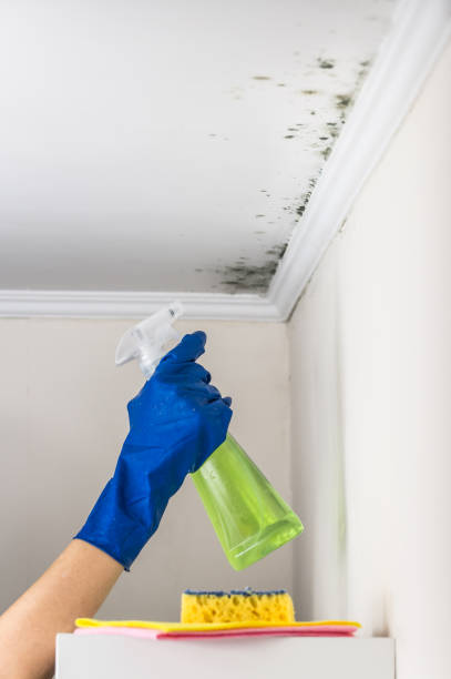 Best Local Mold Removal Service  in Lovell, WY