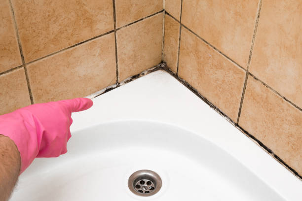 Best Mold Removal Company Near Me  in Lovell, WY