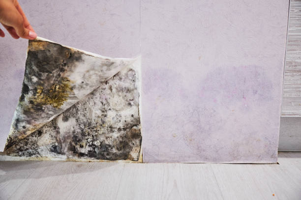 Best Office Mold Removal Services  in Lovell, WY